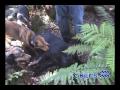 Boar Hunting in Hawaii