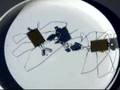 BEAM spider bots face off