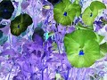 Flower colors...... Flower colors......