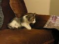 A Tail of Dottie McBoing Boing A Tail of Dottie McBoing Boing