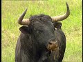 CABALLOS  Y  TOROS