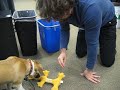 Puppy Fun at Work, Continued Puppy Fun at Work, Continued