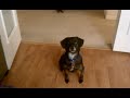 Headtilts for food, please! http://t.co/5wbD6ZrAED (video) #puppyporn