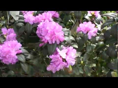 how to care for p.j.m. rhododendron