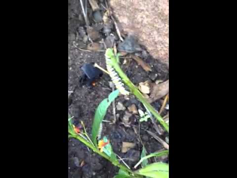 how to transplant milkweed