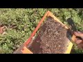 beekeeper pantelis 3 beekeeper pantelis 3