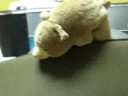 Animal Conference