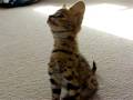 Serval Cat Chirping for toy - Very cute!