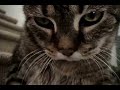 Cute&loud Tabby Cat!
