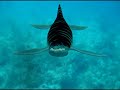 Pliosaur, Plesiosaur, Swimming Pliosaur, Plesiosaur, Swimming