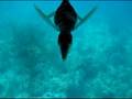 Pliosaur, Plesiosaur, Swimming