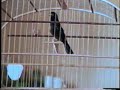 Curi� Esperan�a