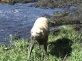 Ultimate mudding machine crawling out of deep-deep mud hole