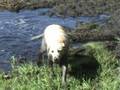 videos de Ultimate mudding machine crawling out of deep-deep mud hole