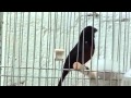 Curi� reprodutor Buriti Ra�a do Canarinho com Forrozeira.