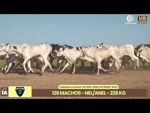 1� LEIL�O EXPOJUINA - 2026
