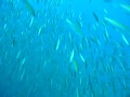 School of Fusilier at Koh Tao Island, Thailand