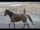 Horse For Sale:  Zydeco Boogaloo