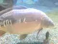 My Carp Tank My Carp Tank