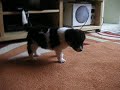 Köpecik 2
