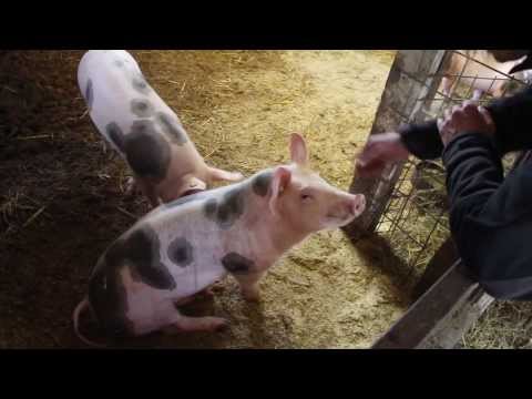 Porquinho desmaia com festinhas