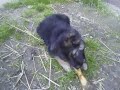 Video Of Ryker
