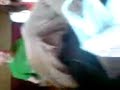 Blowing a Malteser