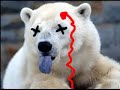 How to defend yourself against a polar bear How to defend yourself against a polar bear