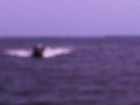tubing at the bay