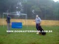Rottweiler - treinamento k9 .abordagem de suspeito