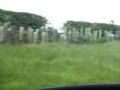 magic puke roundabout - East Kilbride
