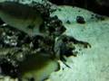 sea life