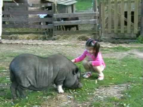 Granja Armonia