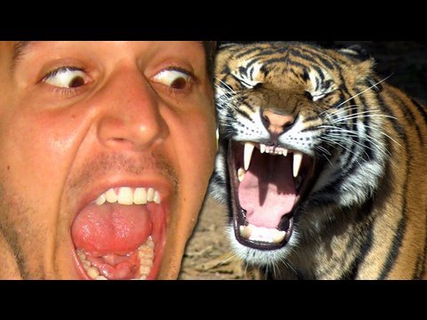 tiger
