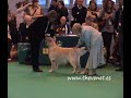 Crufts 2008 Golden Field Trial Dog