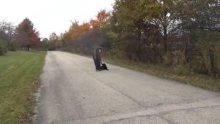 Chicago Dog Training Watson the Portuguese Water Dog with Suburban K9!