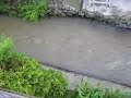 いつもは静かな用水のながれが濁流に