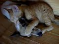 quanto amore!! Manele-Gratis.net