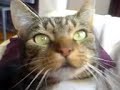 Poes ziet geest
