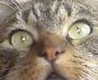 Poes ziet geest