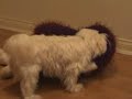 dog humping teddy