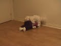 dog humping teddy