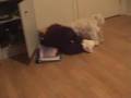Dog Humping Teddy