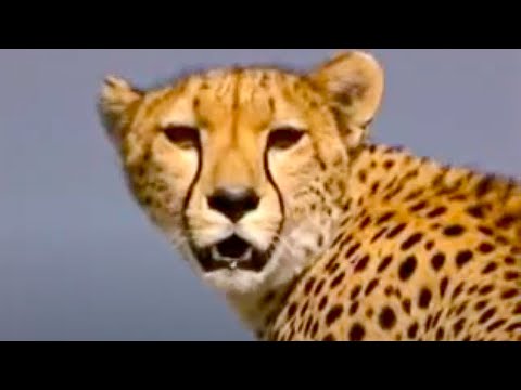 CHEETAHS IN AFRICA ^