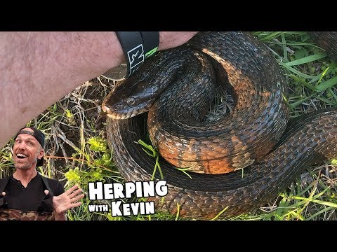 YouTube reptile video