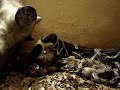BOA BIRTH