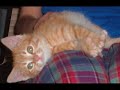 Tasik Being The Cutest Kitten In The World Tasik Being The Cutest Kitten In The World