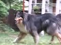 \"Dog Tales\" episode D-108 promo \"Dog Tales\" episode D-108 promo