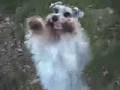 Schnauzer Miniatura video
