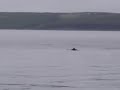 Harbour Porpoise Kinsale Ireland